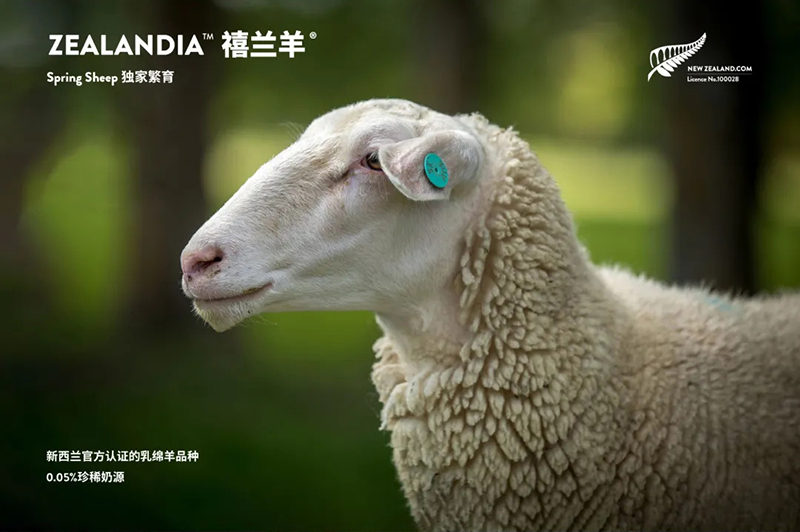 Spring Sheepdȫd׃̷^ע@GCBME05.jpg